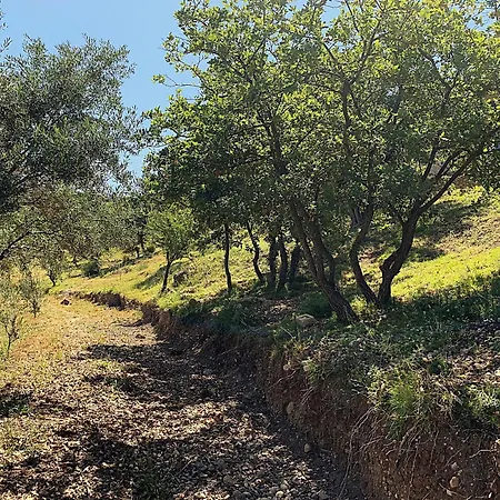 Olive Guest Farm Semesterbostad Akrata