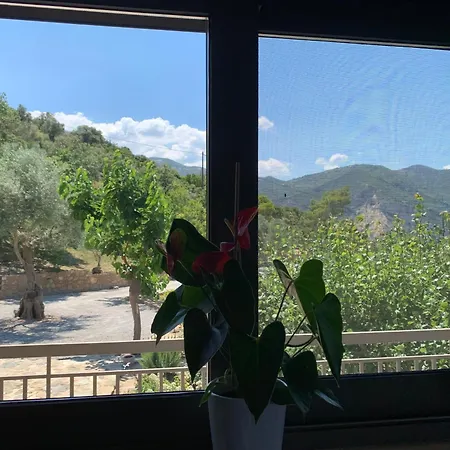 Olive Guest Farm