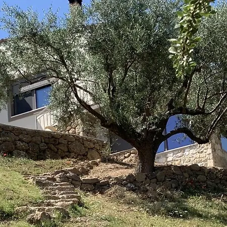 Olive Guest Farm *