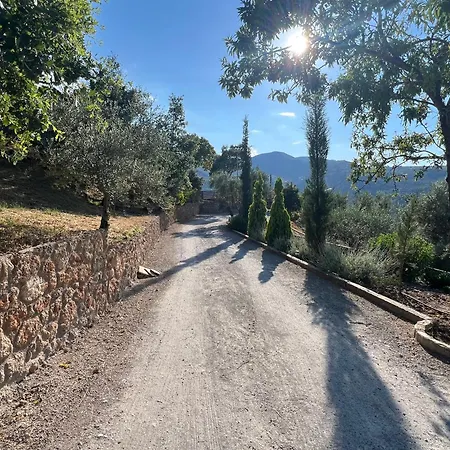Olive Guest Farm *