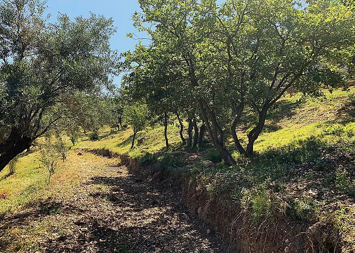 Olive Guest Farm Semesterbostad Akrata